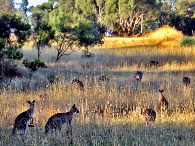 http://www.lackwit.net/blog/images/kangaroos.jpg